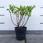 Hortenzia metlinatá (Hydrangea paniculata) ´LIVING PINKY PROMISE´® by LIVING CREATIONS´® - výška 40-60 cm, kont. C2L